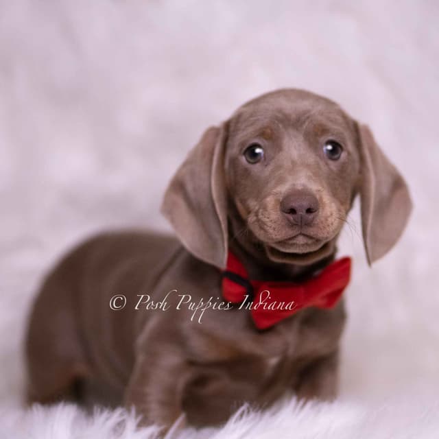 Adorable AKC Dachshund Puppies media 14