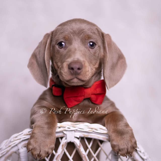 Adorable AKC Dachshund Puppies media 16