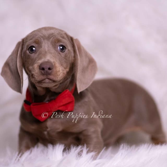 Adorable AKC Dachshund Puppies media 17