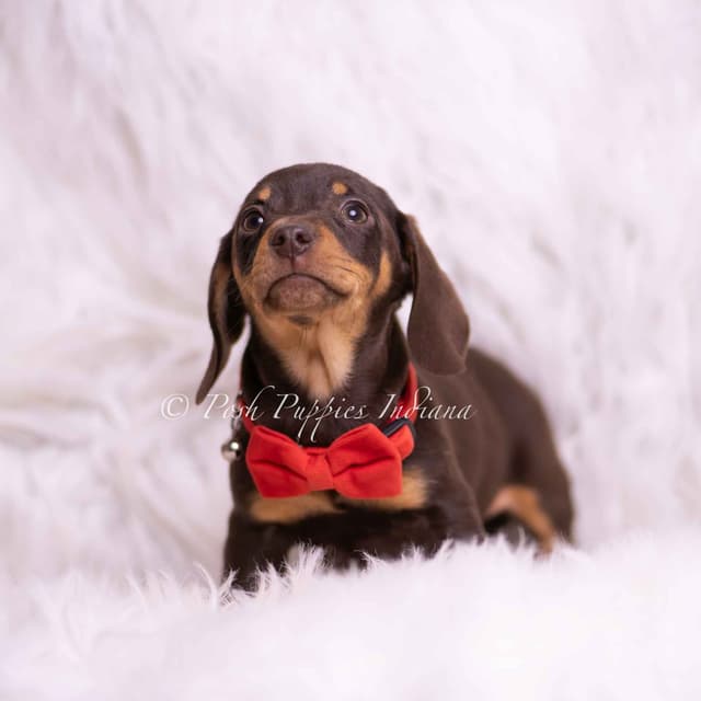 Adorable AKC Dachshund Puppies media 19