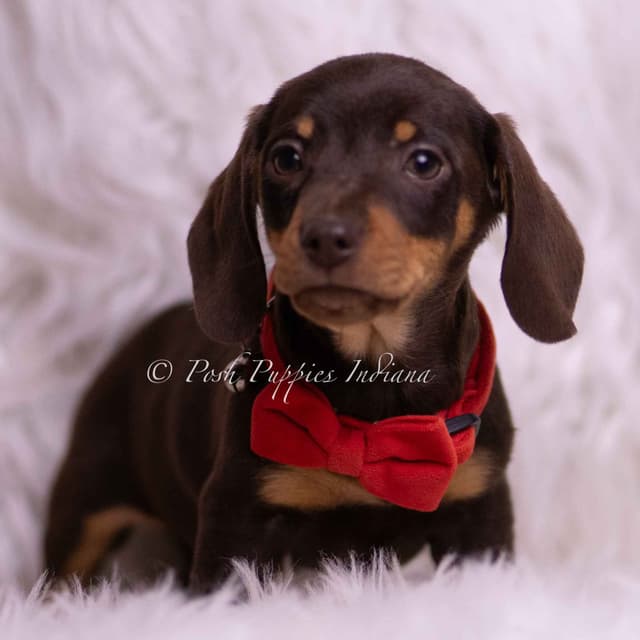 Adorable AKC Dachshund Puppies media 18