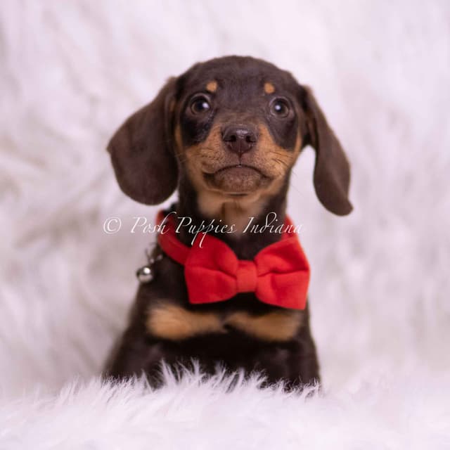 Adorable AKC Dachshund Puppies media 21
