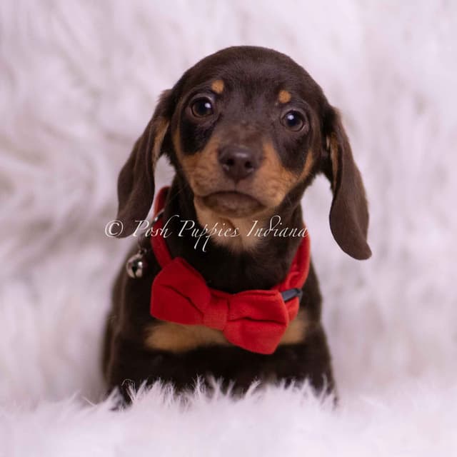 Adorable AKC Dachshund Puppies media 20
