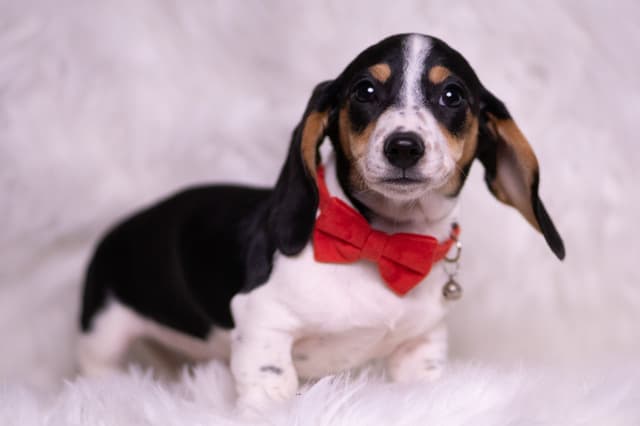 Adorable AKC Dachshund Puppies media 24