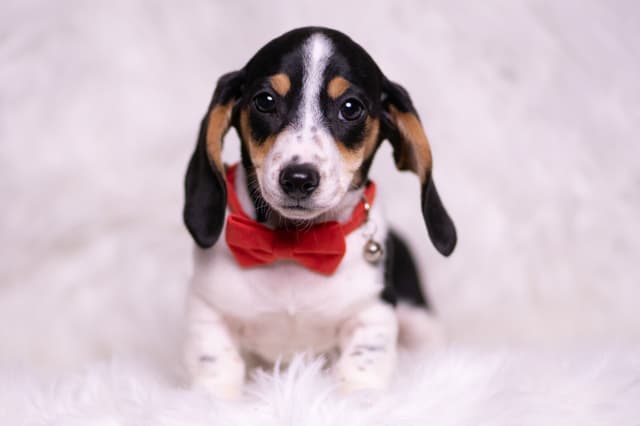 Adorable AKC Dachshund Puppies media 23