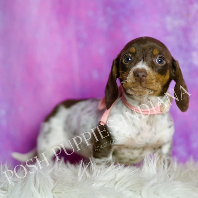 Adorable AKC Dachshund Puppies media 26