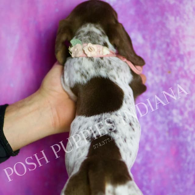 Adorable AKC Dachshund Puppies media 27