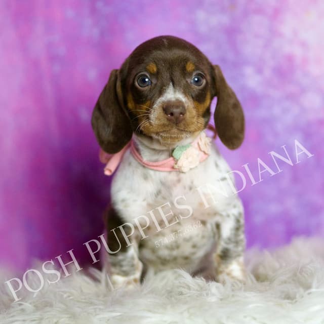 Adorable AKC Dachshund Puppies media 28