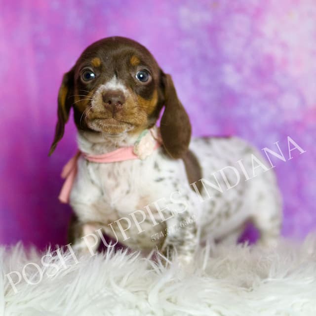 Adorable AKC Dachshund Puppies media 29