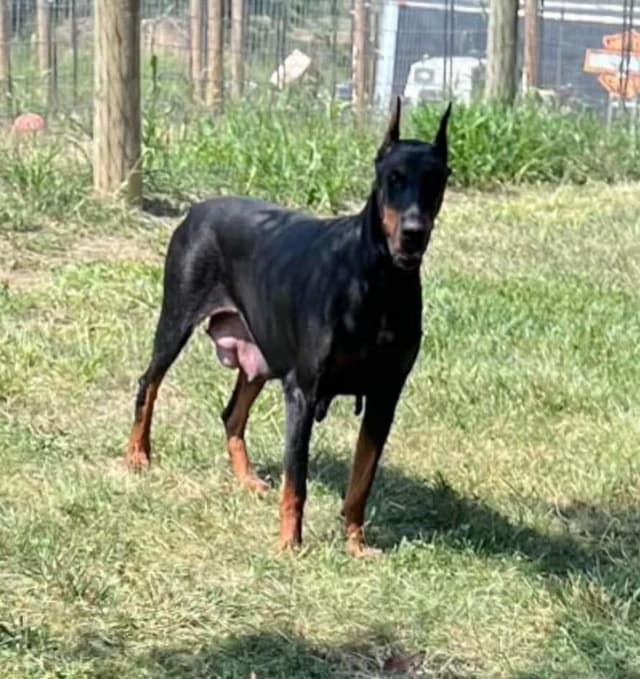Doberman Pinscher Puppies media 3