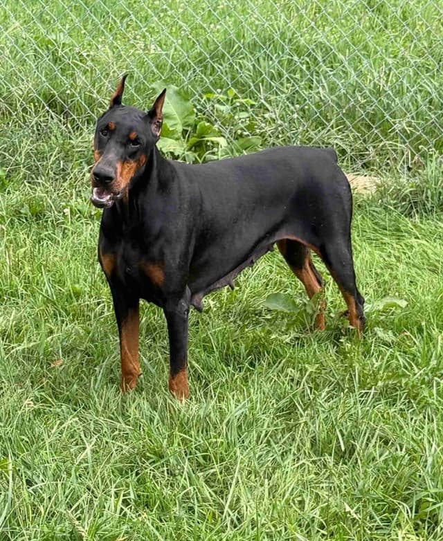Doberman Pinscher Puppies media 4