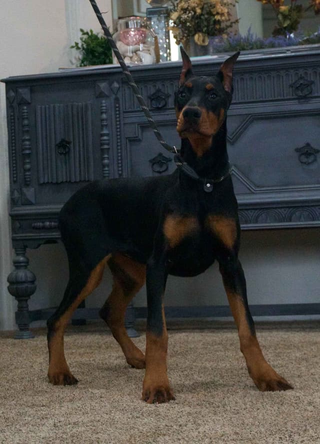 Doberman Pinscher Puppies media 6