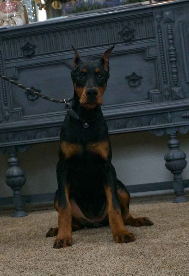 Doberman Pinscher Puppies media 5