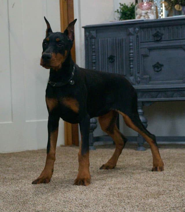 Doberman Pinscher Puppies media 7