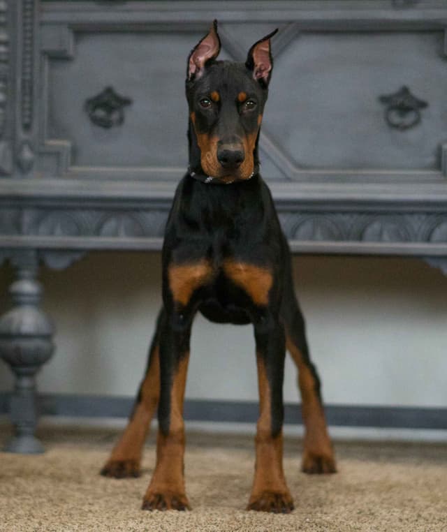 Doberman Pinscher Puppies media 10