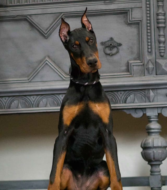 Doberman Pinscher Puppies media 9