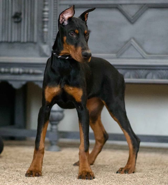 Doberman Pinscher Puppies media 13