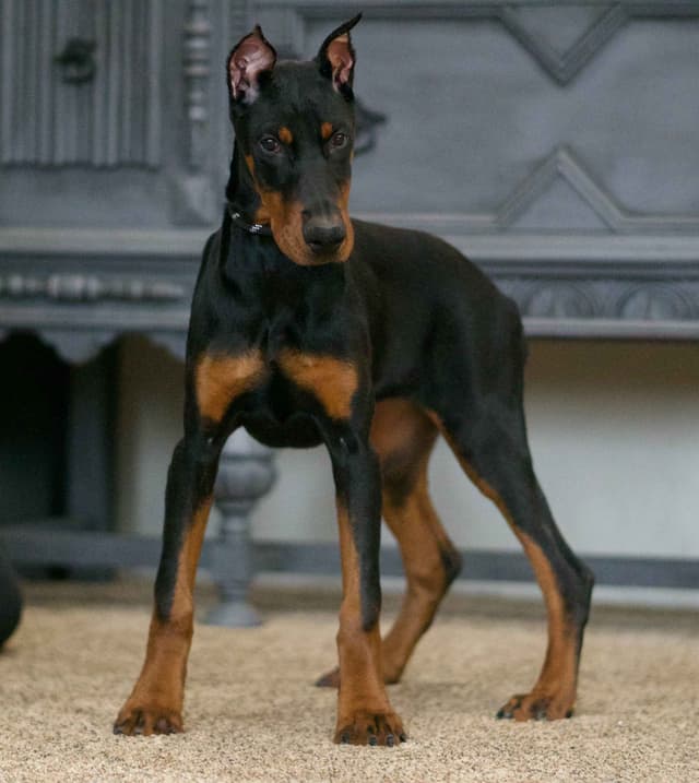 Doberman Pinscher Puppies media 12