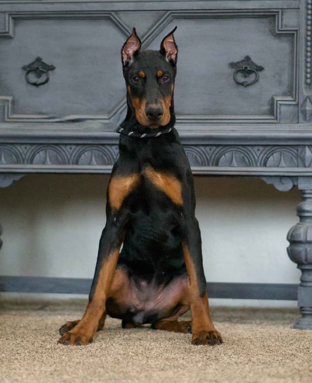 Doberman Pinscher Puppies media 11