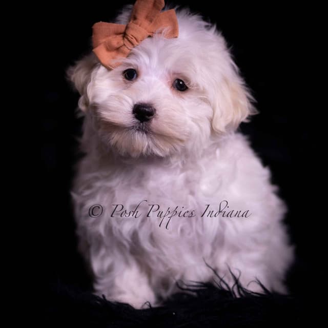 Adorable AKC Maltese Puppies media 3