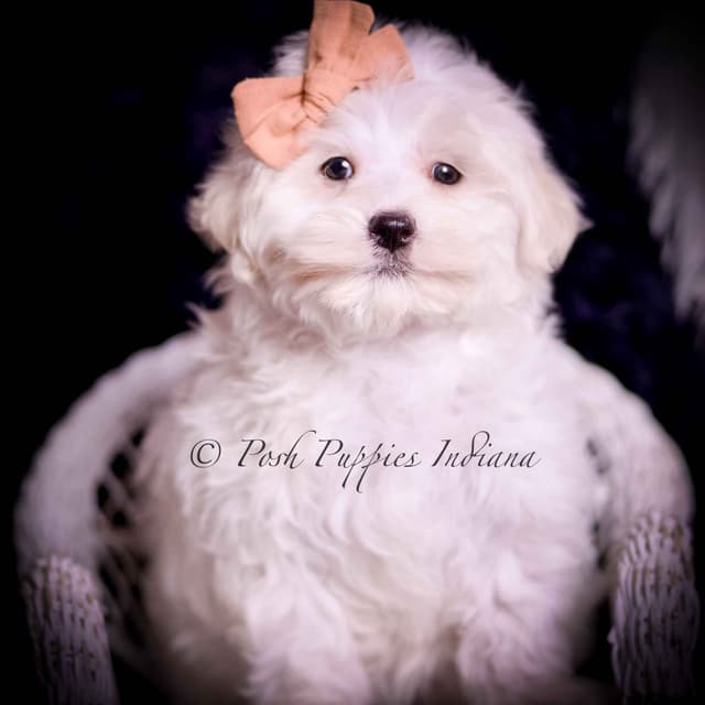 Adorable AKC Maltese Puppies media 2