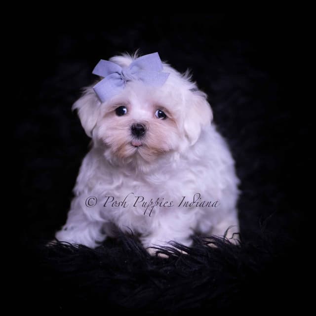 Adorable AKC Maltese Puppies media 5