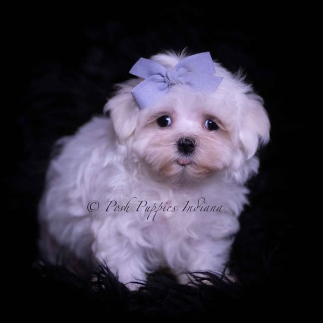 Adorable AKC Maltese Puppies media 4