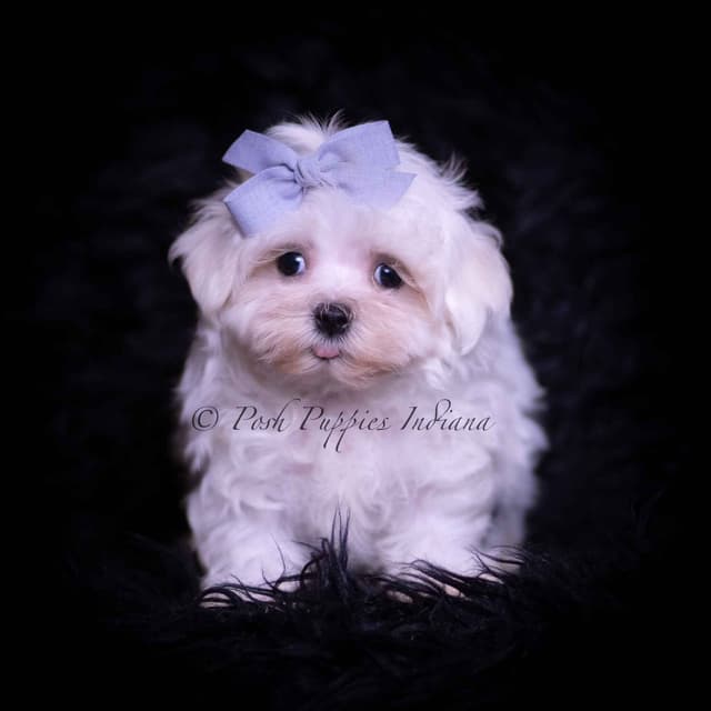 Adorable AKC Maltese Puppies media 6