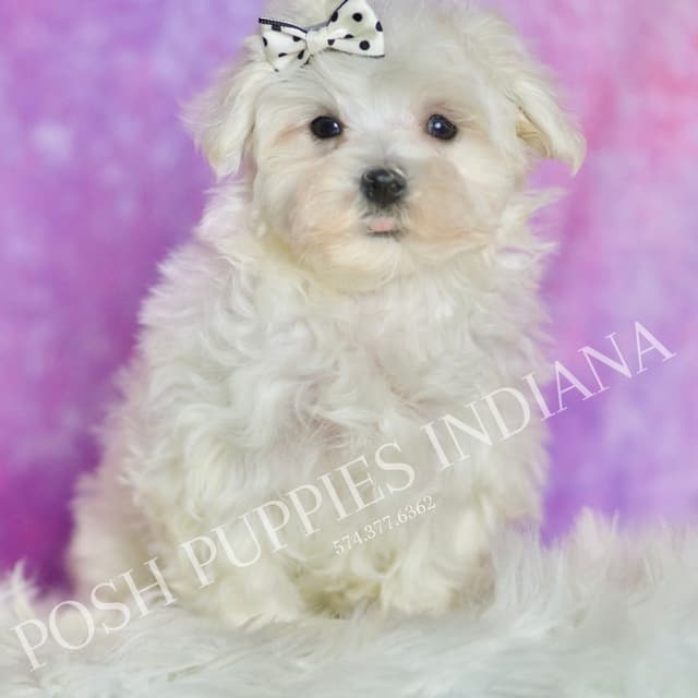 Adorable AKC Maltese Puppies media 9