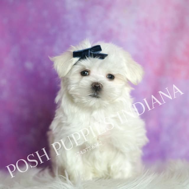Adorable AKC Maltese Puppies media 10