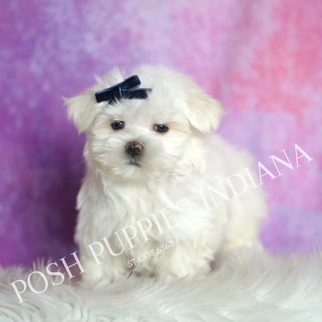 Adorable AKC Maltese Puppies media 12