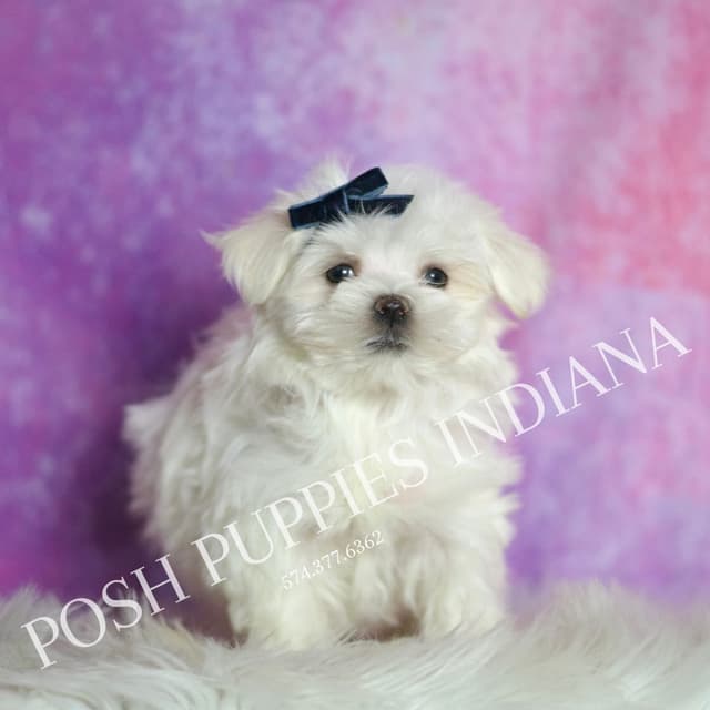 Adorable AKC Maltese Puppies media 11