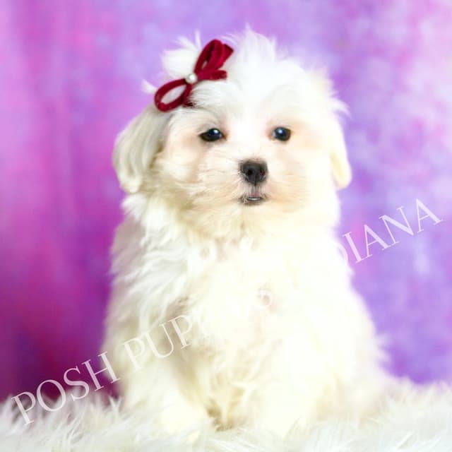 Adorable AKC Maltese Puppies media 13