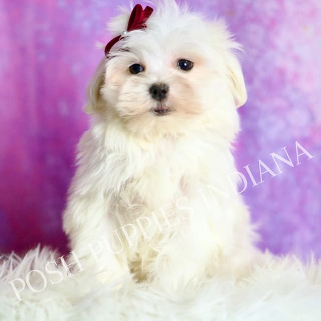Adorable AKC Maltese Puppies media 14