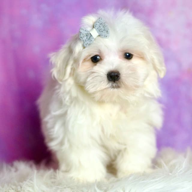 Adorable AKC Maltese Puppies media 16