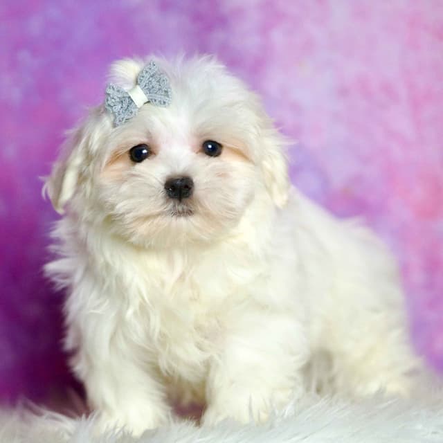 Adorable AKC Maltese Puppies media 15