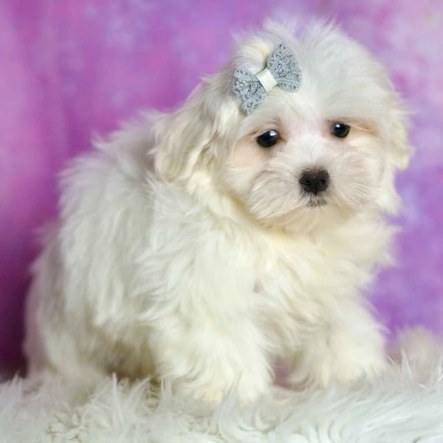 Adorable AKC Maltese Puppies media 17