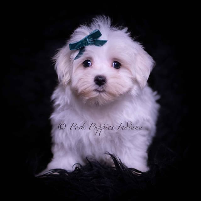 Adorable AKC Maltese Puppies media 18