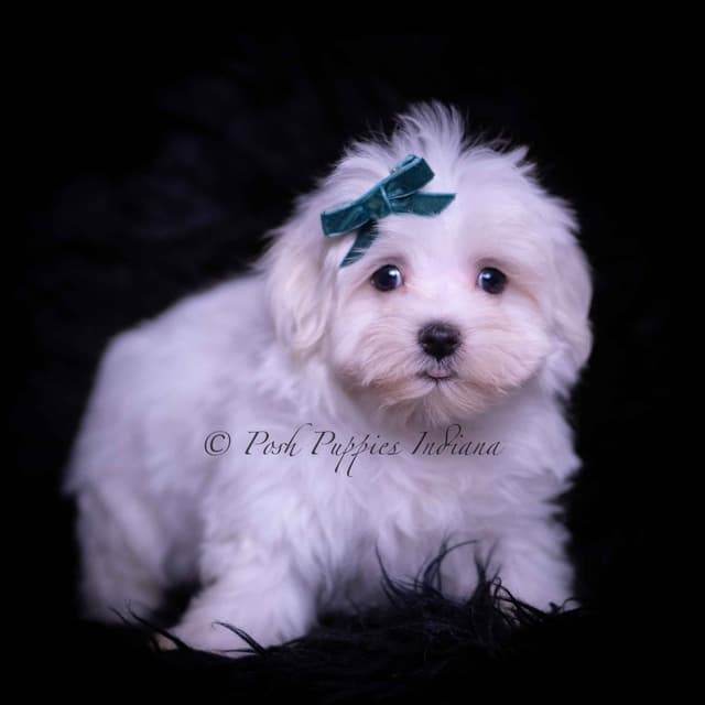 Adorable AKC Maltese Puppies media 19