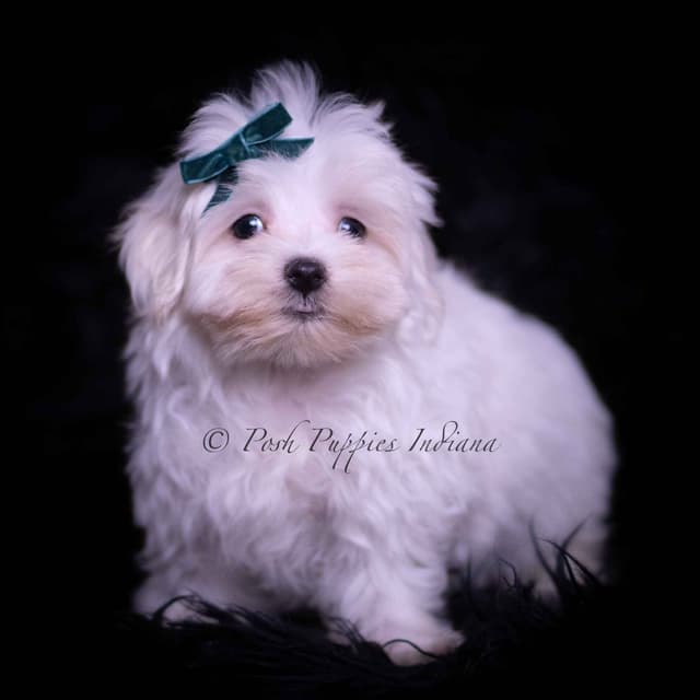 Adorable AKC Maltese Puppies media 20