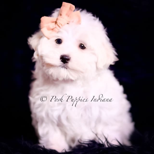 Adorable AKC Maltese Puppies media 22