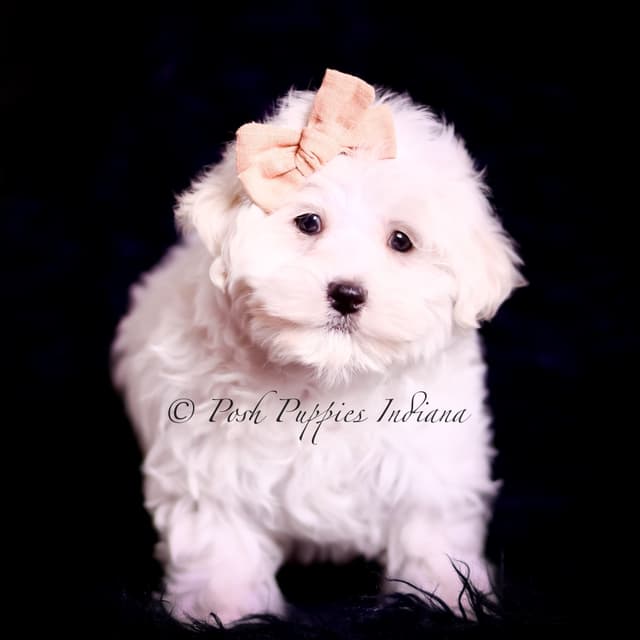 Adorable AKC Maltese Puppies media 23