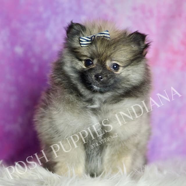 Beautiful AKC Pomeranian Puppies media 2