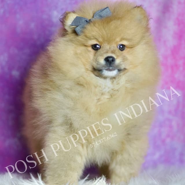 Beautiful AKC Pomeranian Puppies media 3