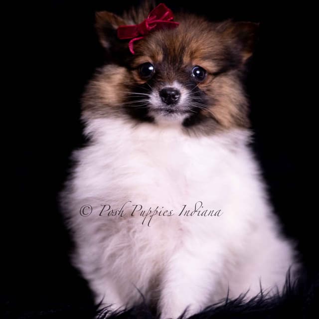 Beautiful AKC Pomeranian Puppies media 4