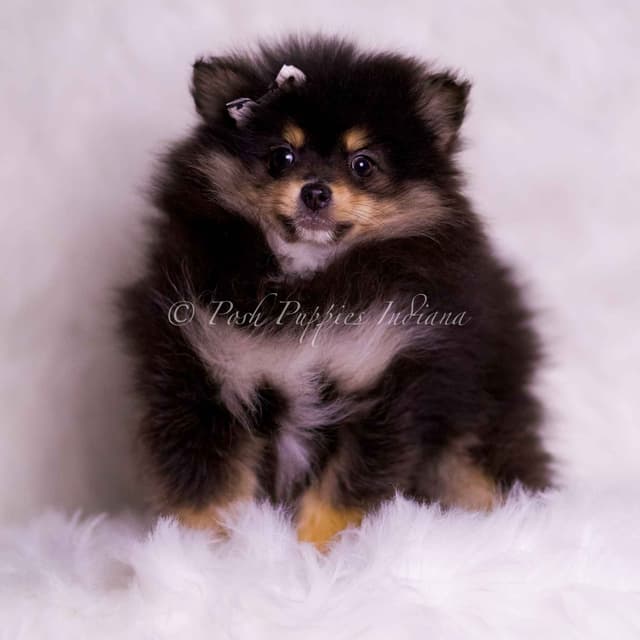 Beautiful AKC Pomeranian Puppies media 5