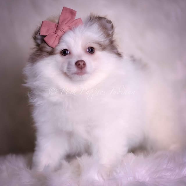 Beautiful AKC Pomeranian Puppies media 6