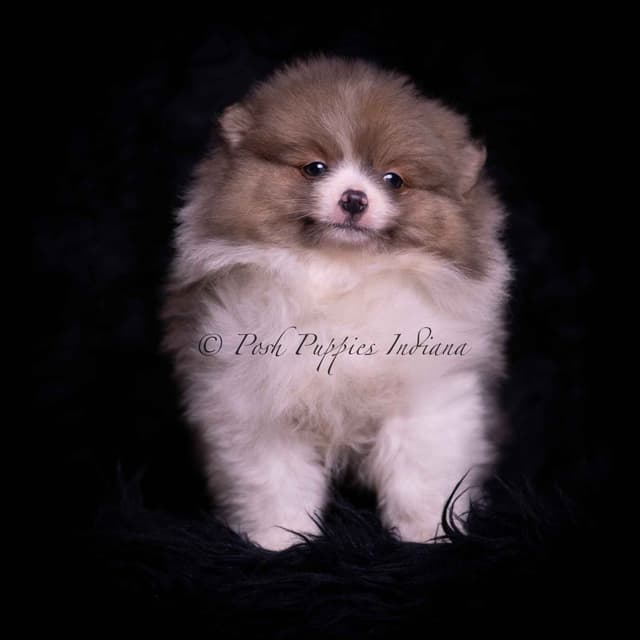 Beautiful AKC Pomeranian Puppies media 7