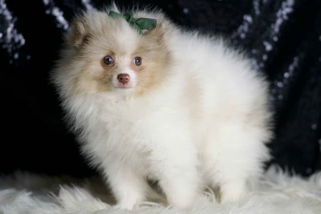 Beautiful AKC Pomeranian Puppies media 8