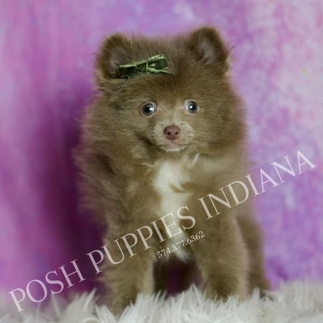 Beautiful AKC Pomeranian Puppies media 9